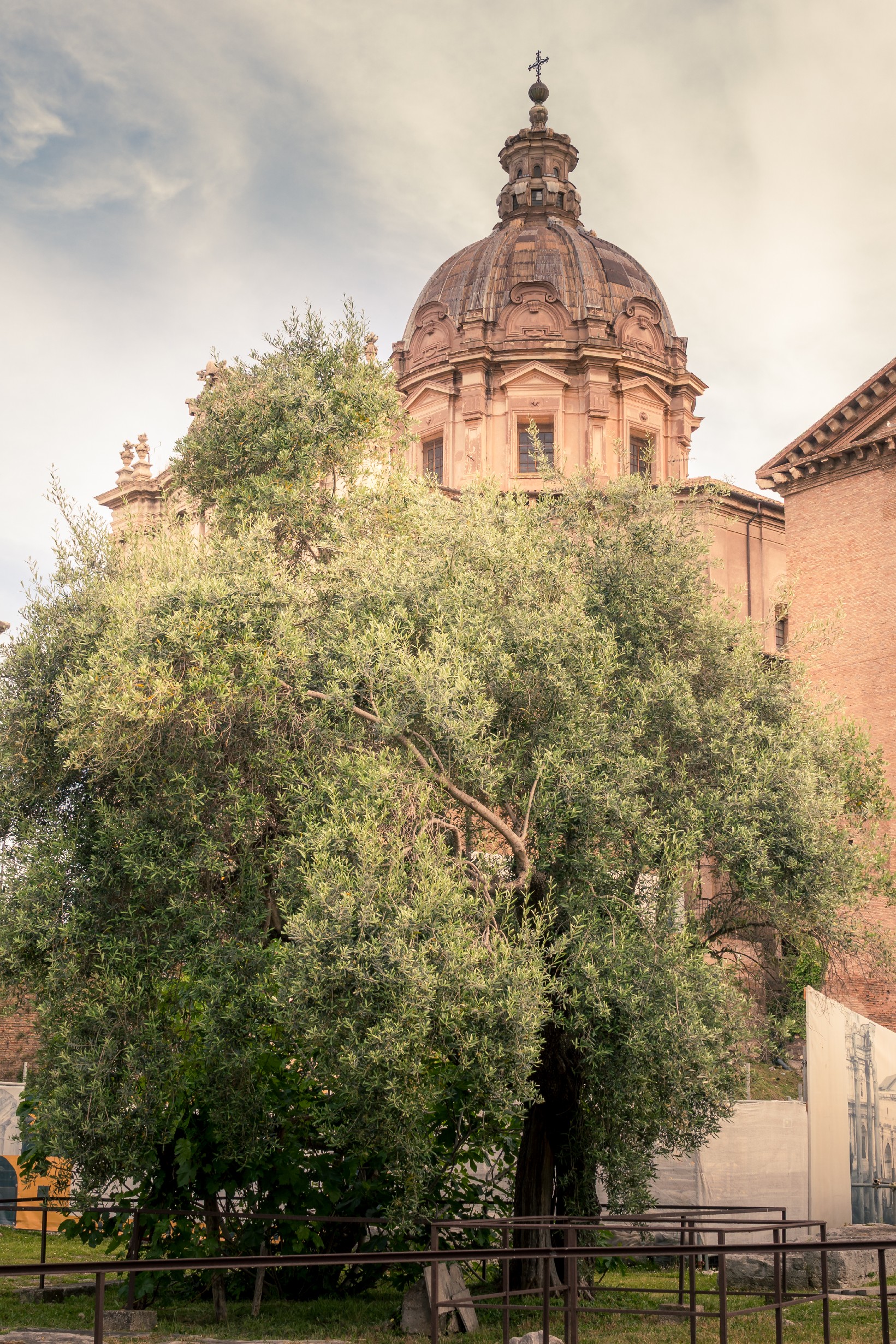 20250509 Rome Forum Romana 012